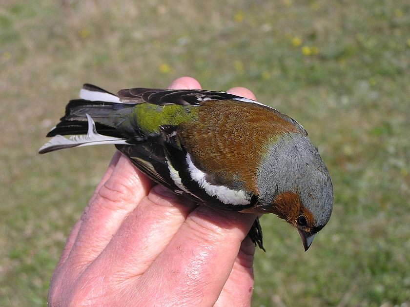 Common Chaffinch, Sundre 20080503